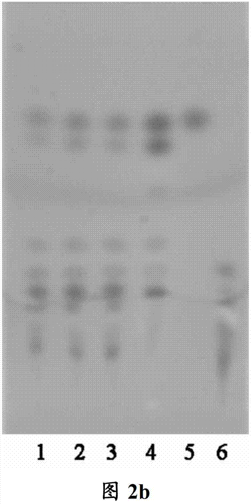 Stomach-regulating qi-coordinating decoction formula granule, and preparation method and detection method thereof