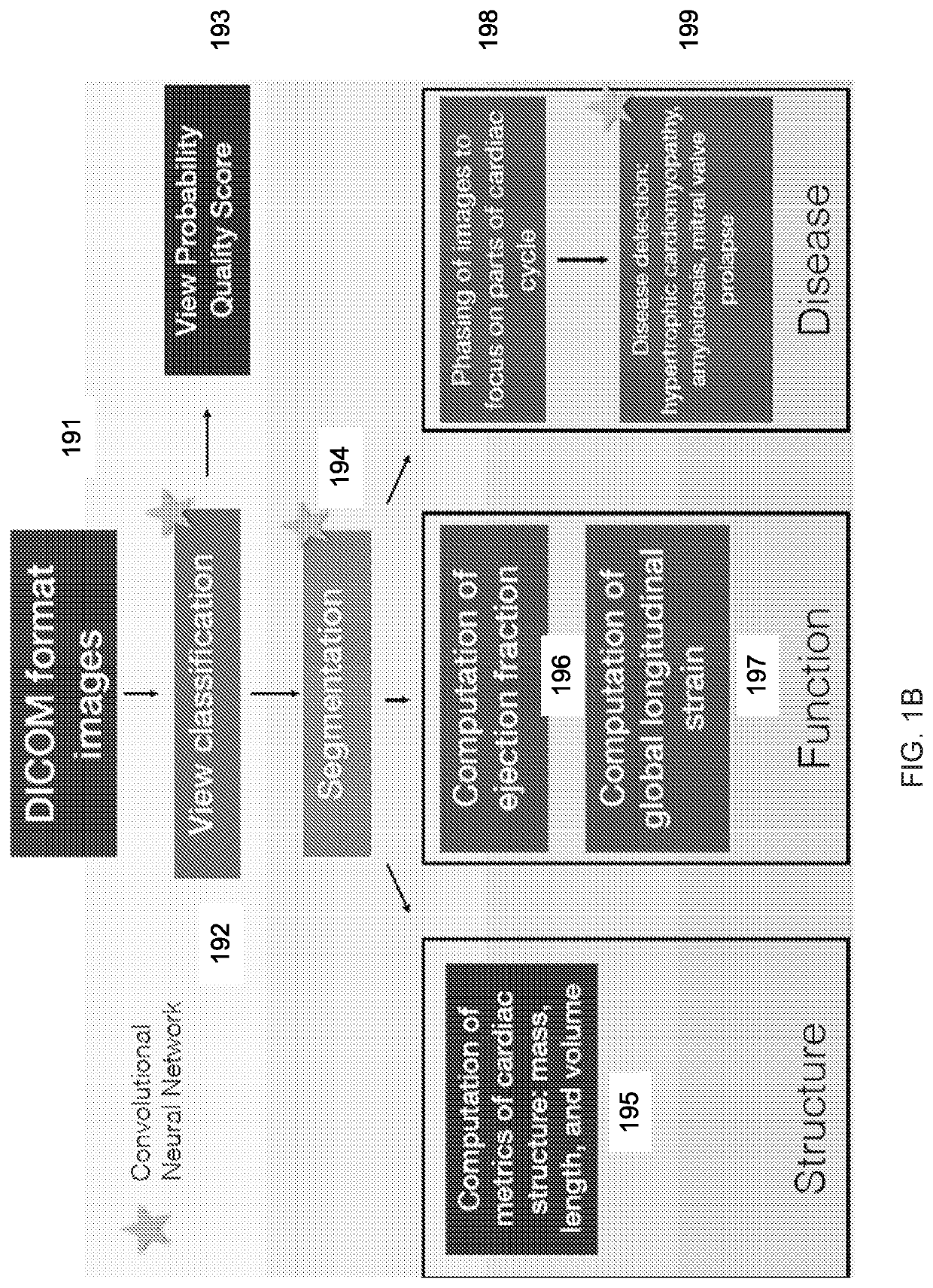 Automated cardiac function assessment by echocardiography