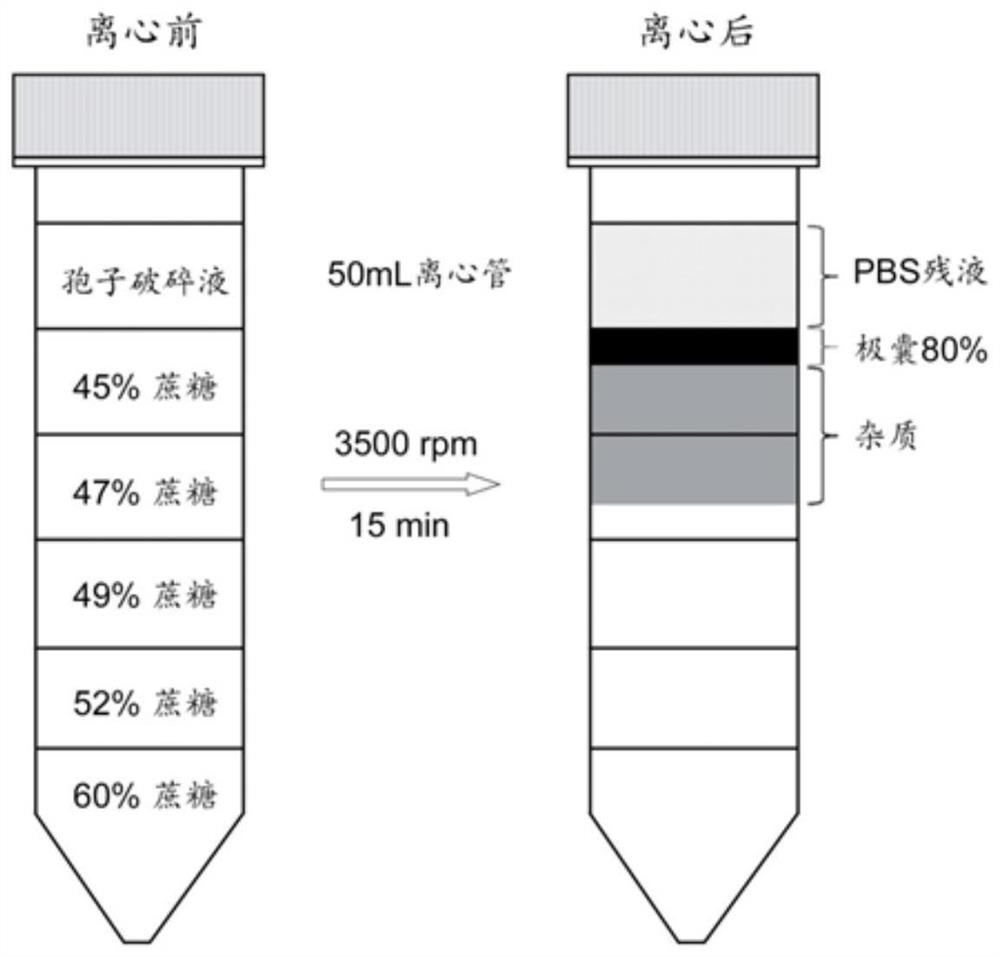 A kind of separation and purification method of iodine algae in Honghu lake