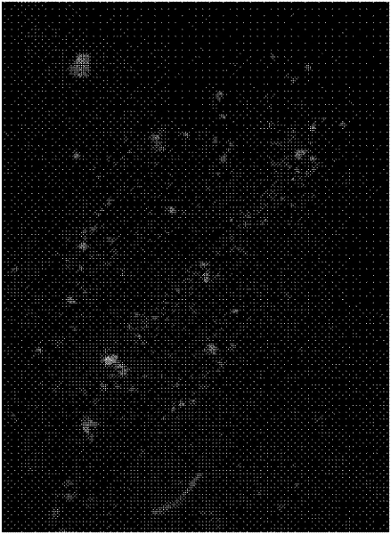 Inactivated rabies antigen and preparation method thereof