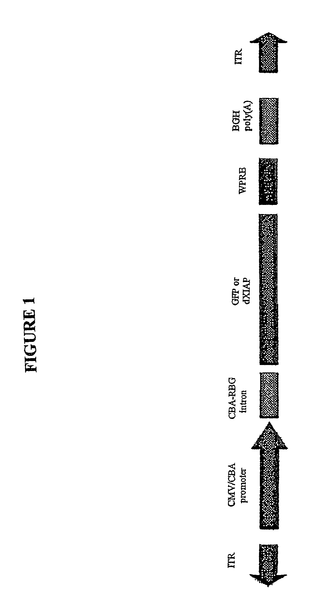 Use of apotosis inhibiting compounds in degenerative neurological disorders