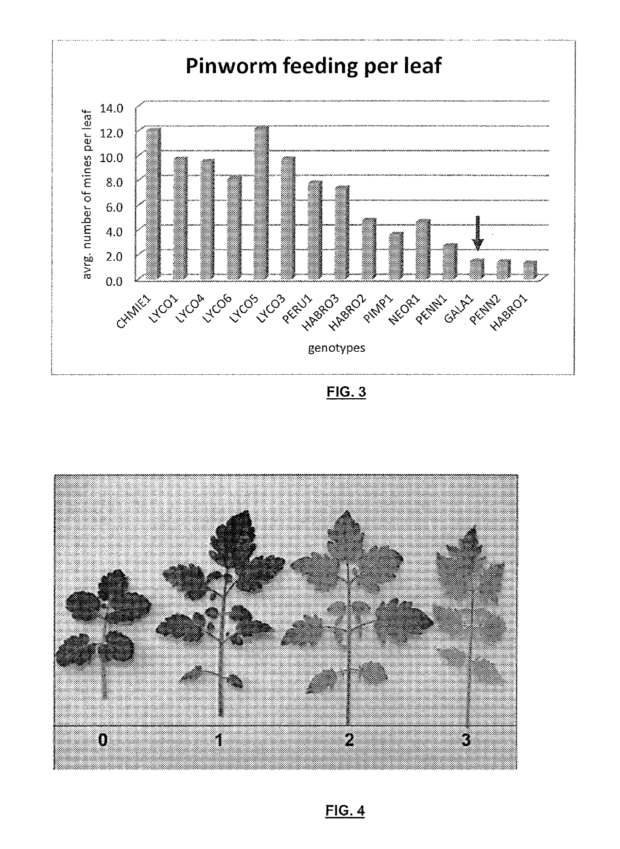 Resistance to arthropod pest in tomatoes