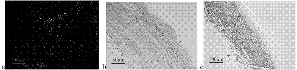 Culture method for composition of periosteal biological scaffold and allogenic seed cells