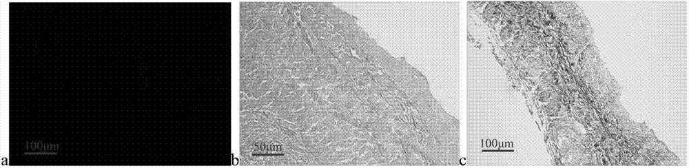 Culture method for composition of periosteal biological scaffold and allogenic seed cells