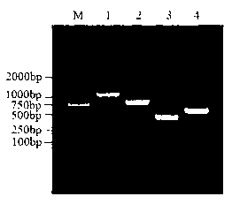 Method for analyzing generating trend of aflatoxin B1 in peanut meal by multiple PCR (Polymerase Chain Reaction) technology