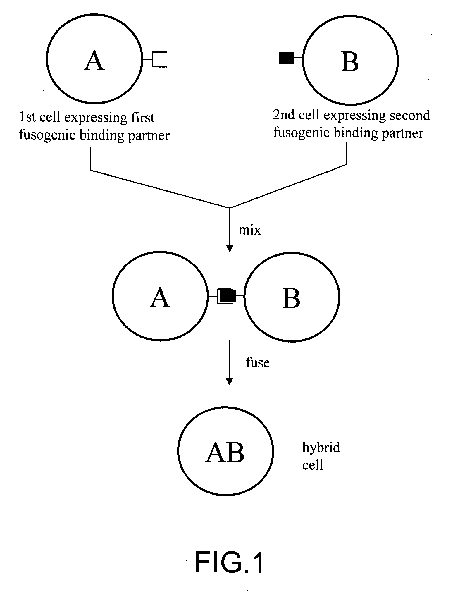 Cell fusion method