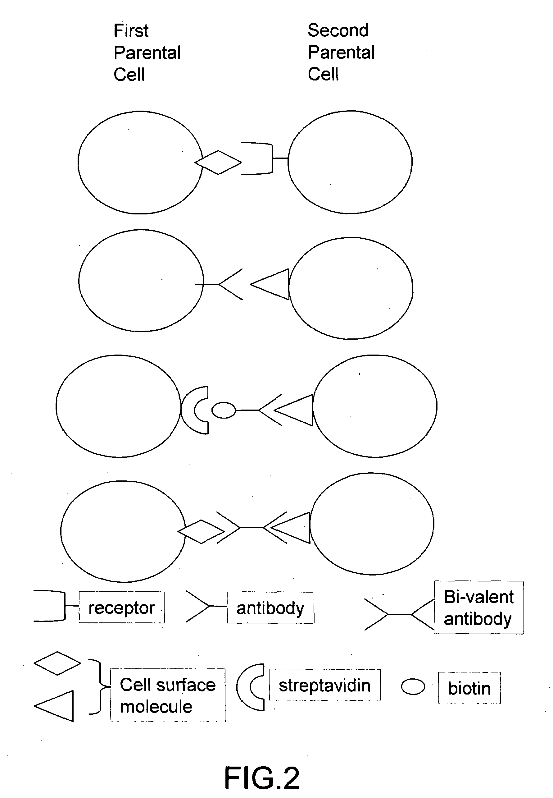 Cell fusion method