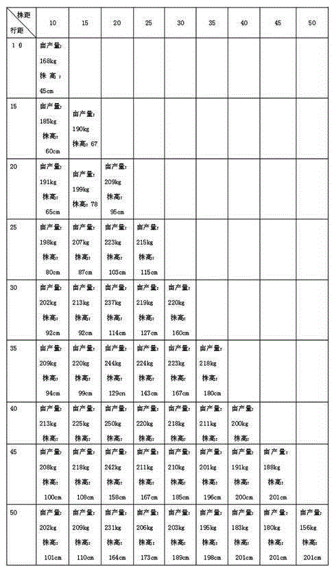 Quinoa high-yield close-planting cultivation method and quinoa tea preparation method