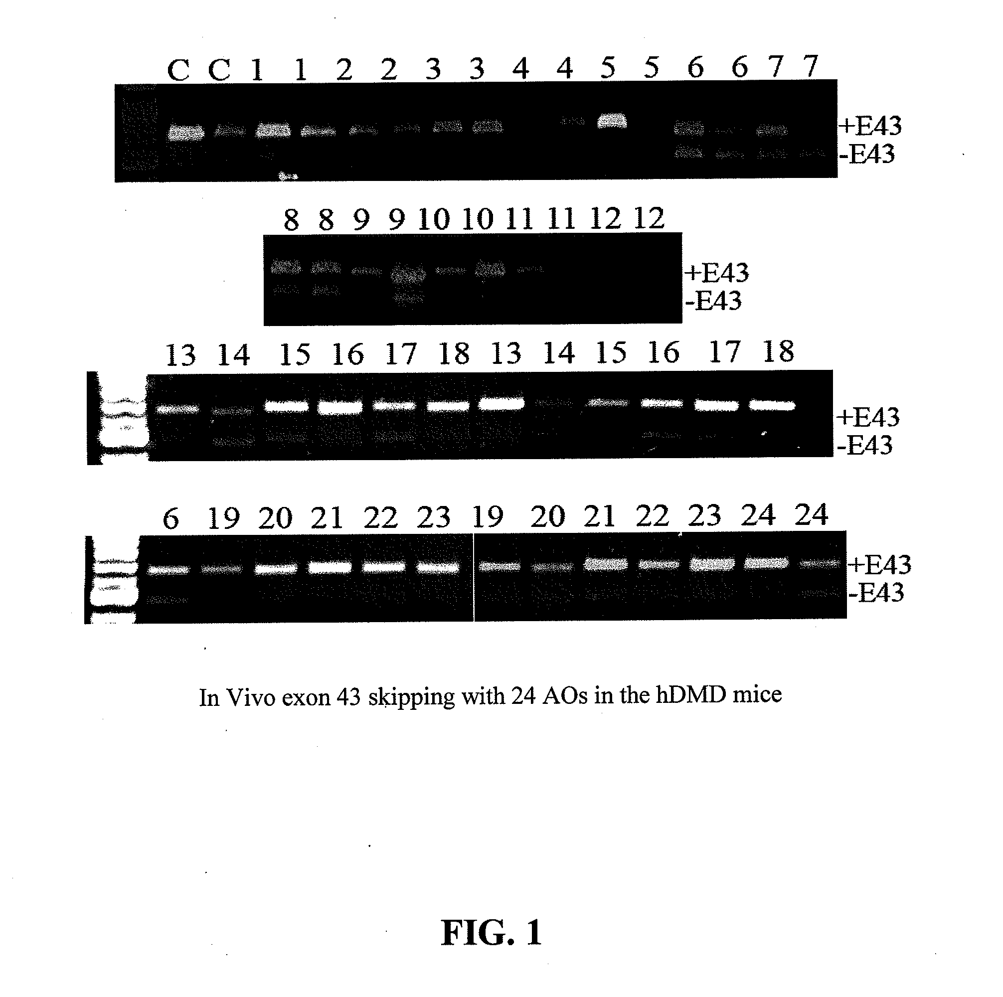 Antisense Oligonucleotides