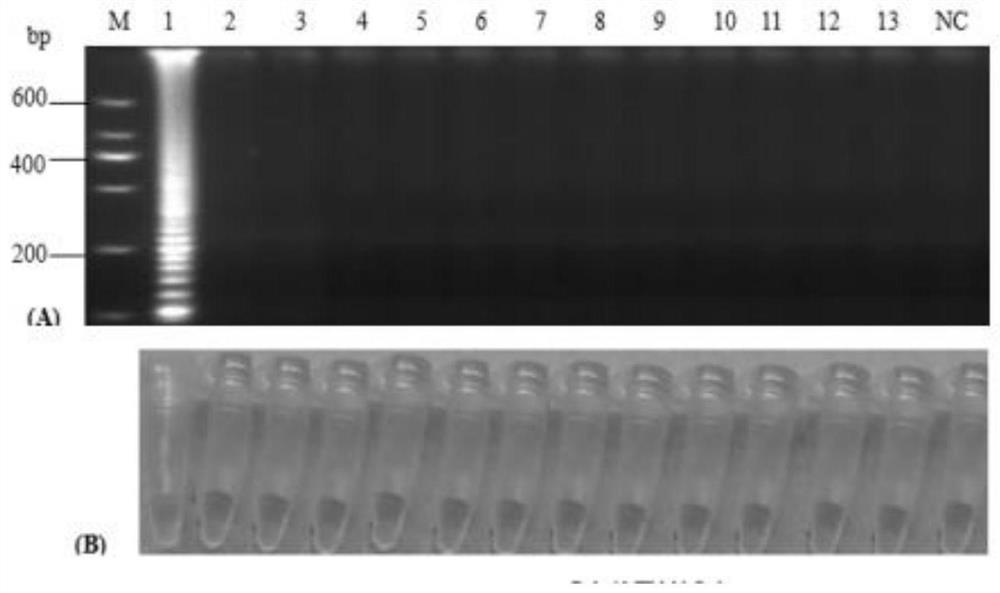 Primer set for detecting duck hepatitis A virus type 3, kit and applications