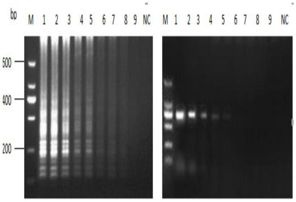 Primer set for detecting duck hepatitis A virus type 3, kit and applications