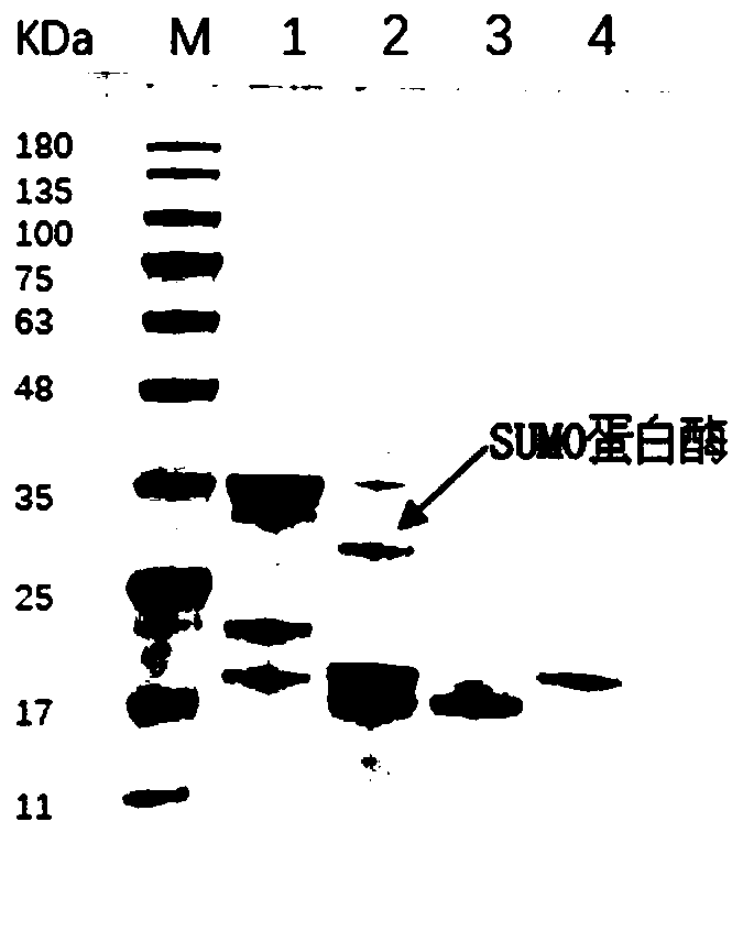 Biological inhibitor for silver carp surimi gel degradation