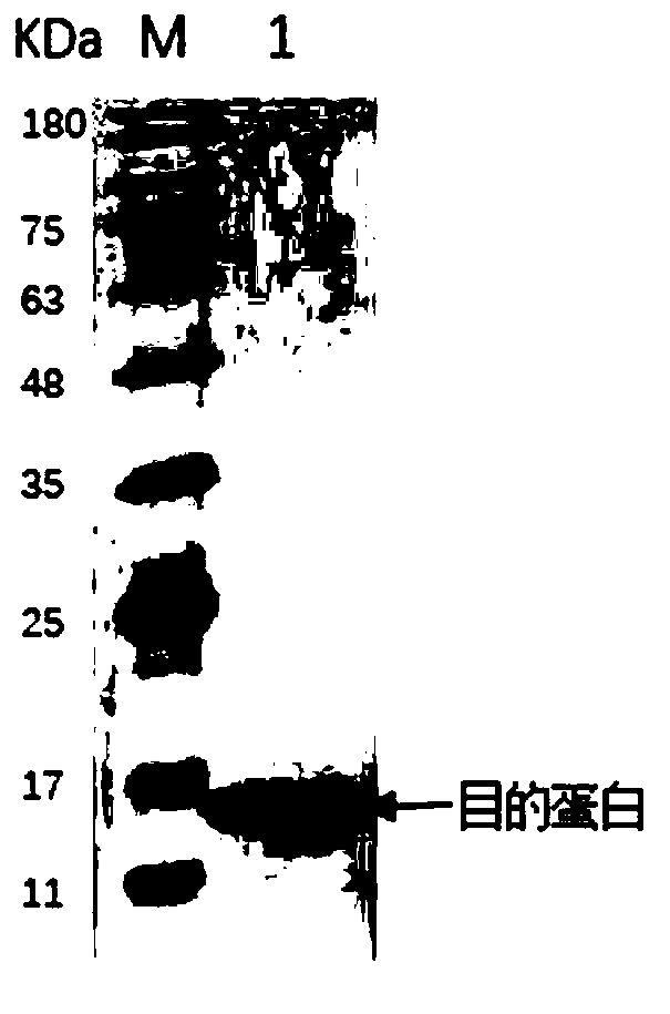 Biological inhibitor for silver carp surimi gel degradation