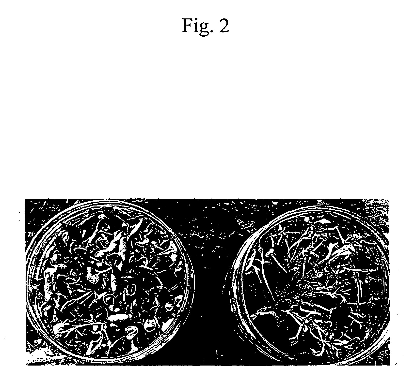 Method and agent for controlling plant disease using bacteria of genus bacillus