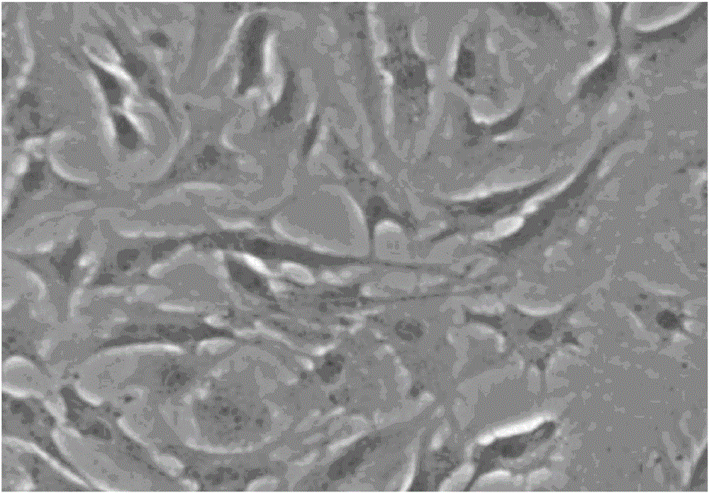 Composition and method for inducing mesenchymal stem cells to be differentiated to cartilage cells