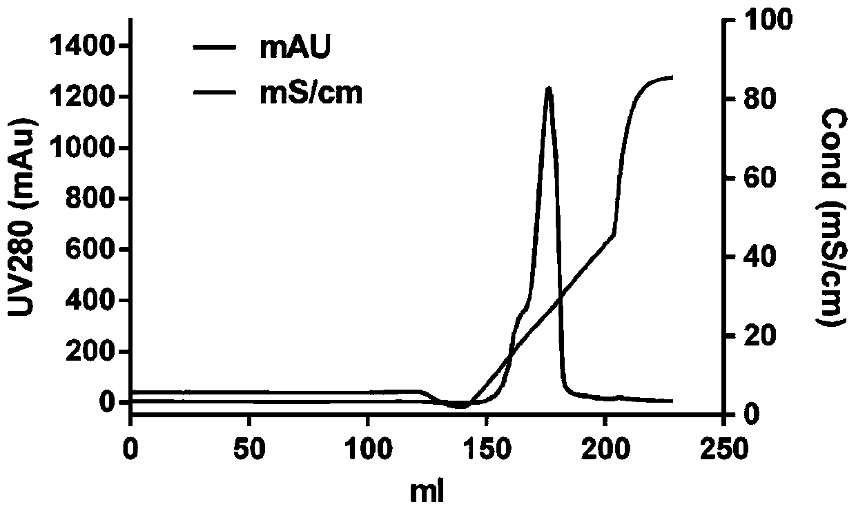 Purification method of recombinant parathyroid hormone PTH (1-34)