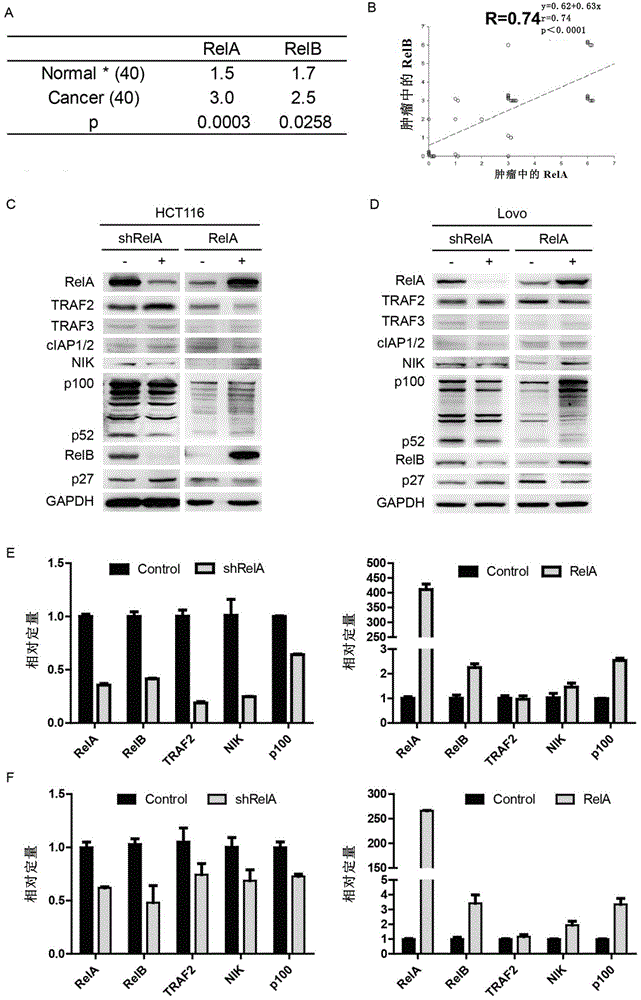 Methods for preventing and treating tumors using microrna sponge technology