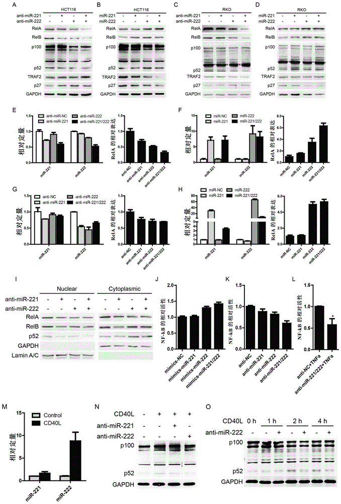 Methods for preventing and treating tumors using microrna sponge technology