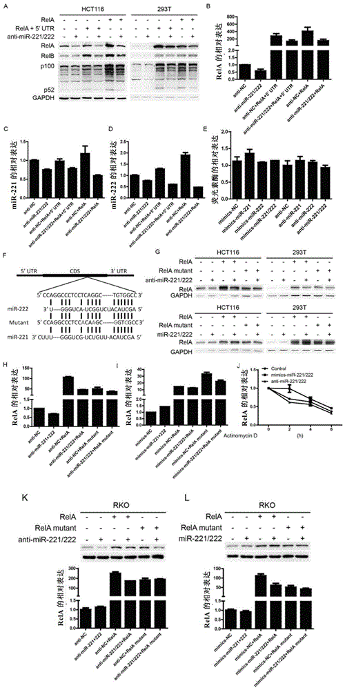 Methods for preventing and treating tumors using microrna sponge technology