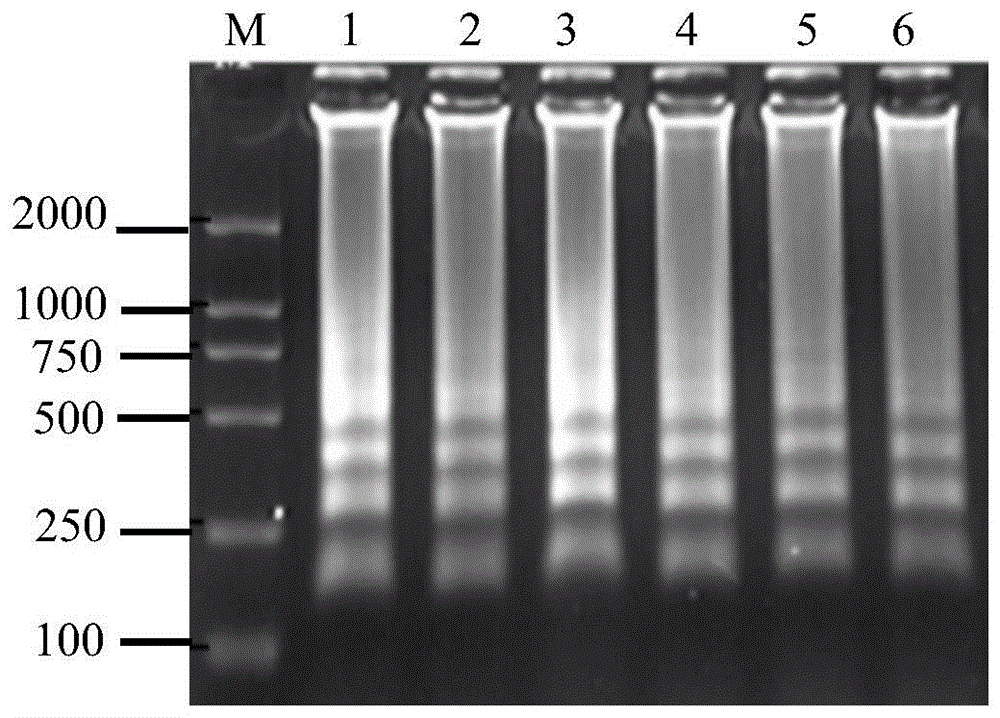 Lamp primer composition and application thereof for detecting viral hemorrhagic sepsis virus