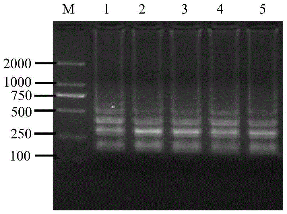 Lamp primer composition and application thereof for detecting viral hemorrhagic sepsis virus