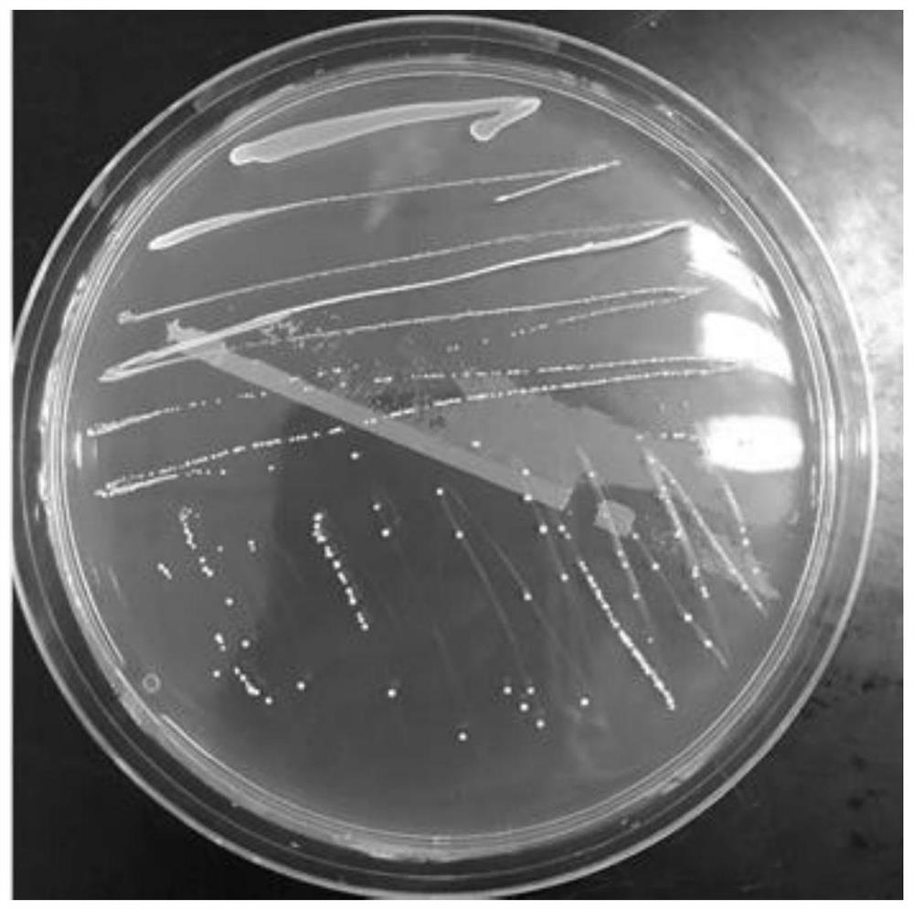 Lactobacillus rhamnosus CCFM1131 for relieving hyperuricemia