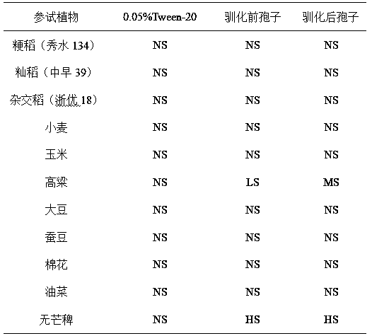 Method for enhancing weeding toxicity of bipolarisgraminus spores