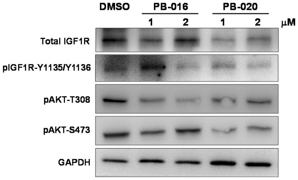 Novel small molecule inhibitor of insulin-like growth factor-1 receptor and application of novel small molecule inhibitor