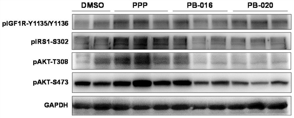 Novel small molecule inhibitor of insulin-like growth factor-1 receptor and application of novel small molecule inhibitor