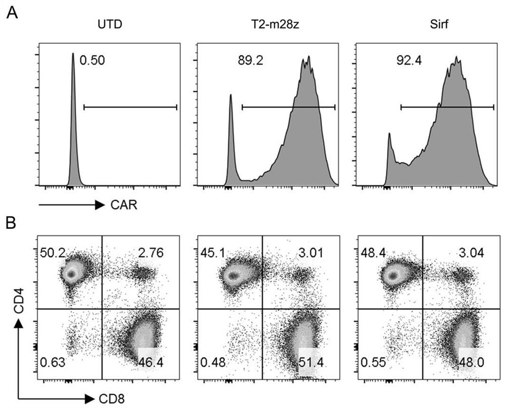 Fusion protein containing chimeric antigen receptor and application thereof