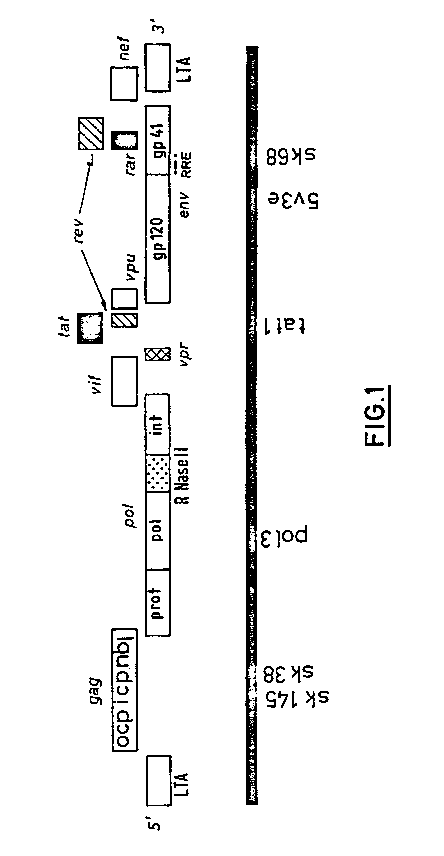 Retrovirus from the HIV type O and its use (MVP-2901/94)