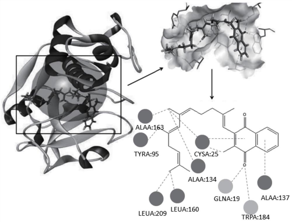 Cathepsin K inhibitor containing naphthoquinone and phenanthrenequinone structures, composition and application thereof