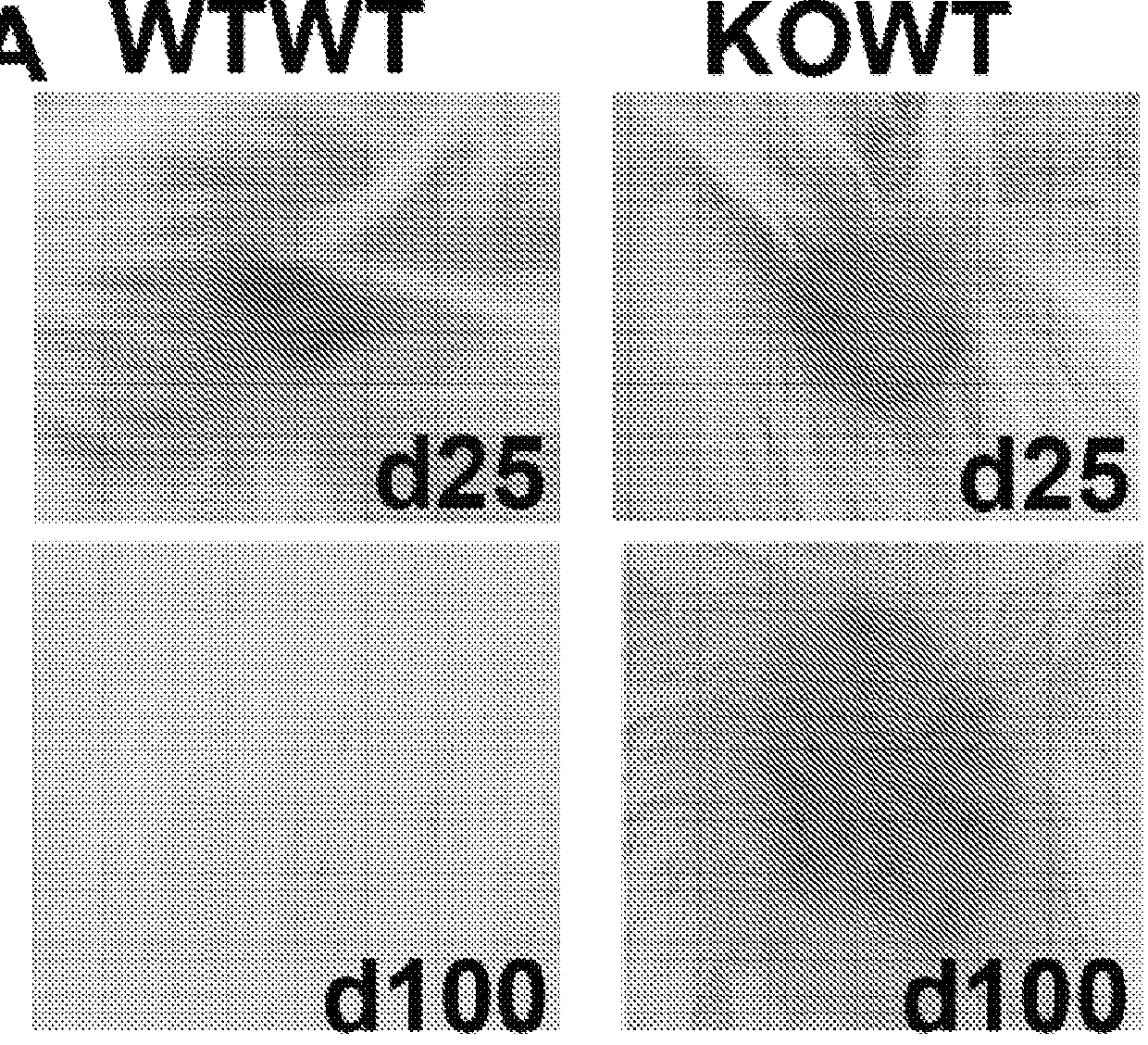 Regulating Transplant Rejection of Donor and Embryonic Stem Cell-Derived Tissues and Organs