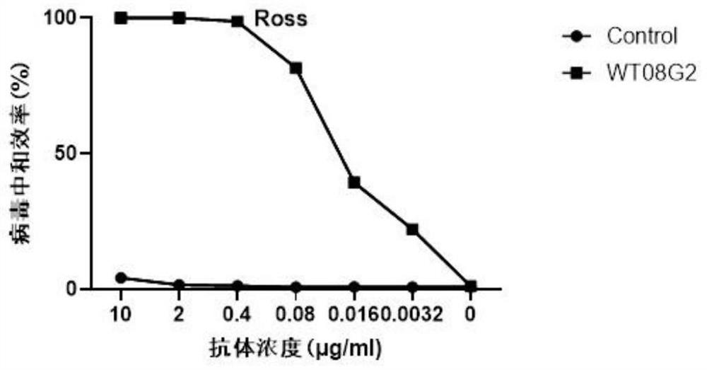 Chikungunya virus E2 protein rabbit monoclonal antibody and application thereof