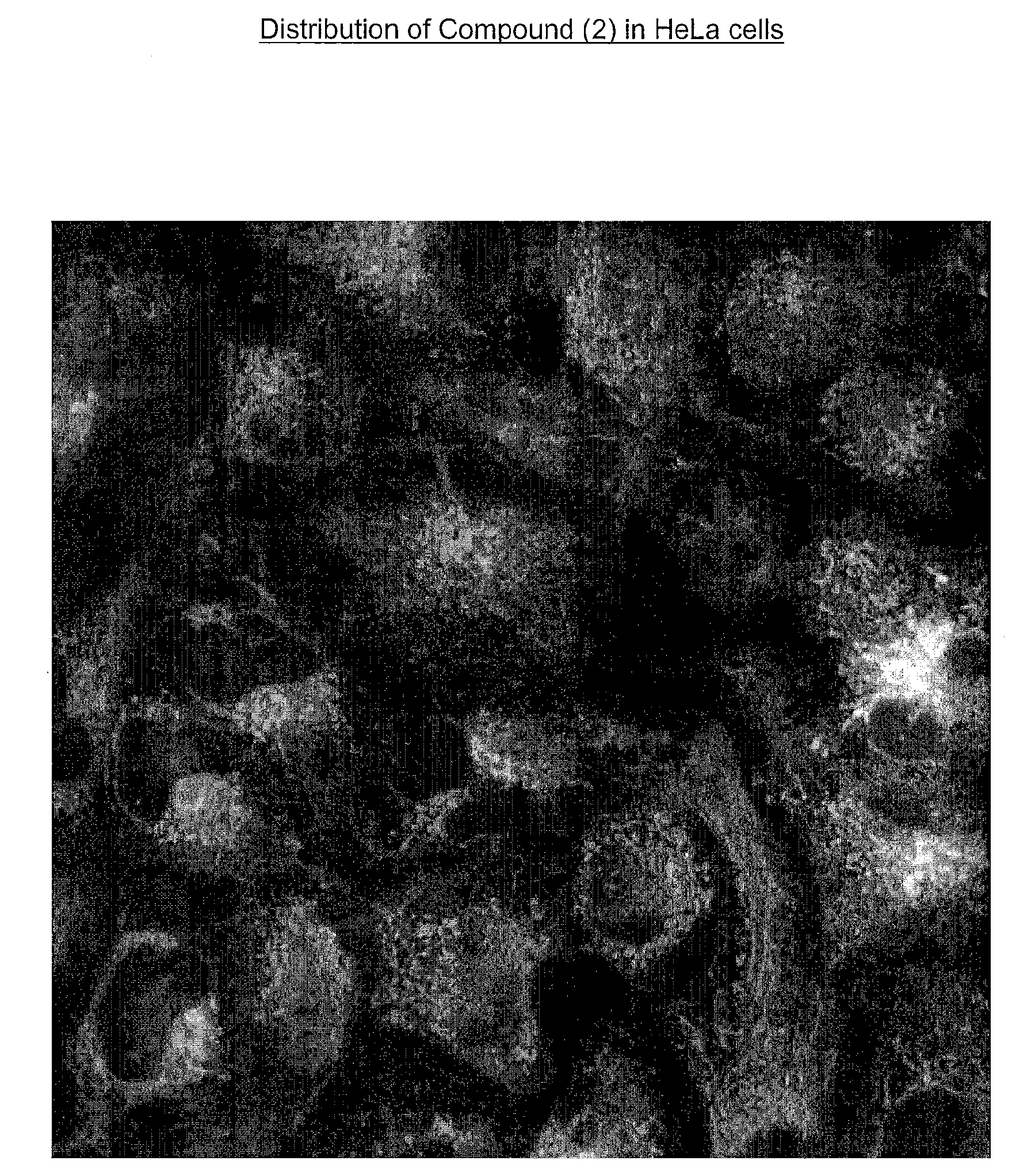 Method and Reagent for Measuring Nitroreductase Enzyme Activity