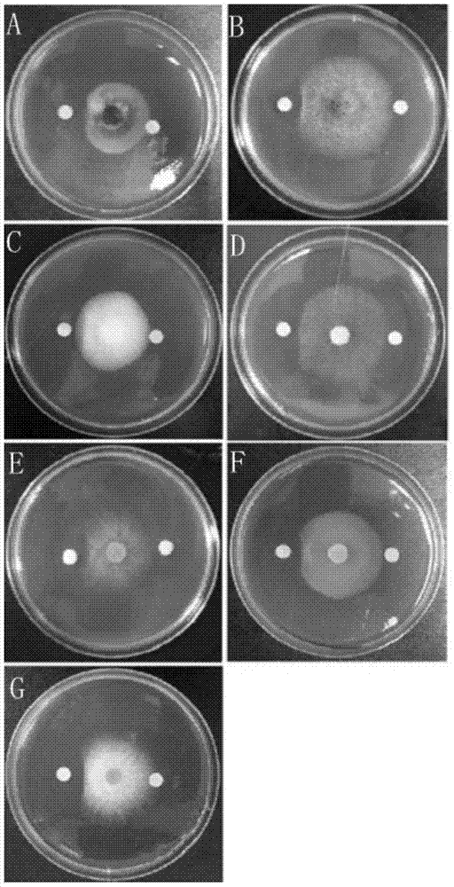 Bacillus subtilis Pc3 and use of bacillus subtilis Pc3 in preparation of fermentation supernatant for preventing and controlling plant pathogenic fungi