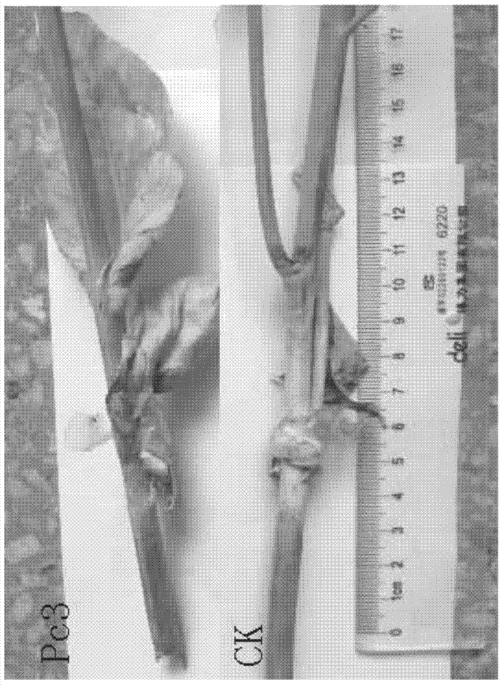 Bacillus subtilis Pc3 and use of bacillus subtilis Pc3 in preparation of fermentation supernatant for preventing and controlling plant pathogenic fungi