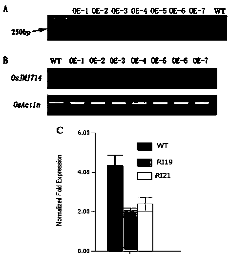 The function and application of osjmj714 affecting rice grain size and salt stress tolerance