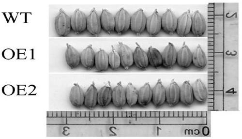 The function and application of osjmj714 affecting rice grain size and salt stress tolerance