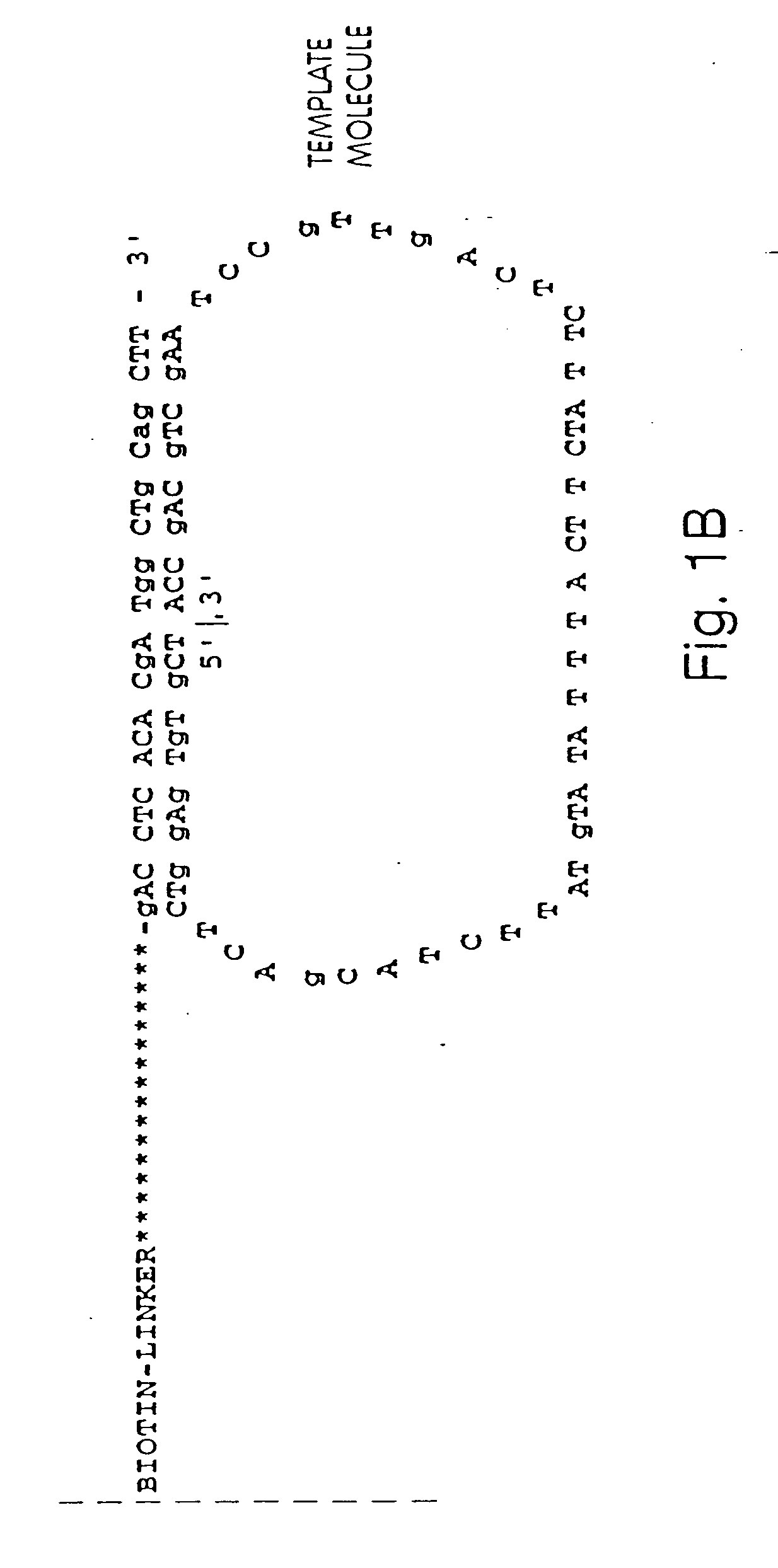 Apparatus and method for sequencing a nucleic acid