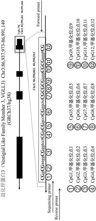 Kit for detecting DNA methylation degree of VGLL3 gene and application thereof