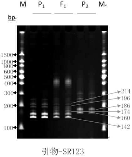 Kit for rapid detection of authenticity of edible sunflower hybrid sh338