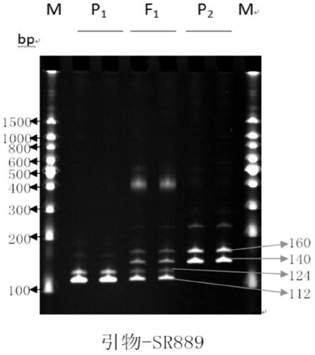 Kit for rapid detection of authenticity of edible sunflower hybrid sh338