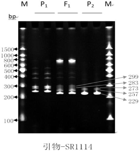 Kit for rapid detection of authenticity of edible sunflower hybrid sh338