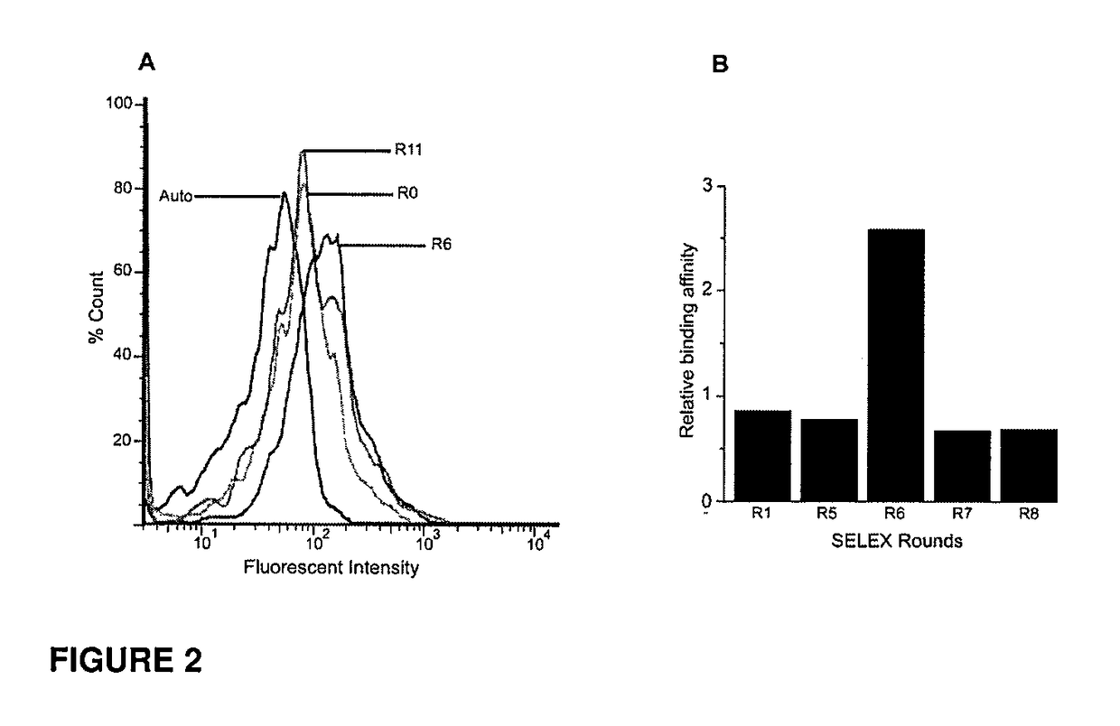 CD133 aptamers for detection of cancer stem cells