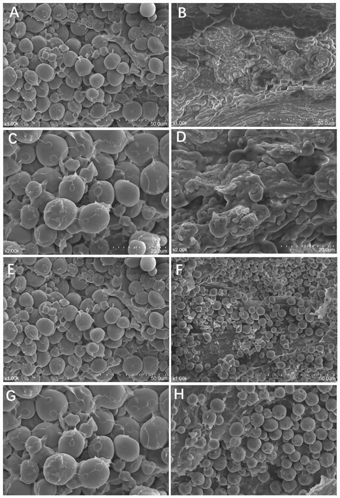 Cloning, function research and marker mining of gene ZmRH4 for controlling corn kernel development