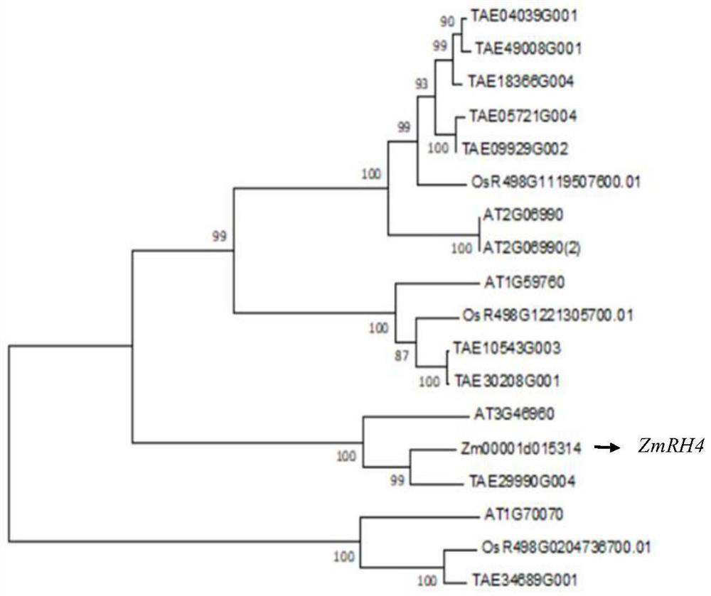 Cloning, function research and marker mining of gene ZmRH4 for controlling corn kernel development