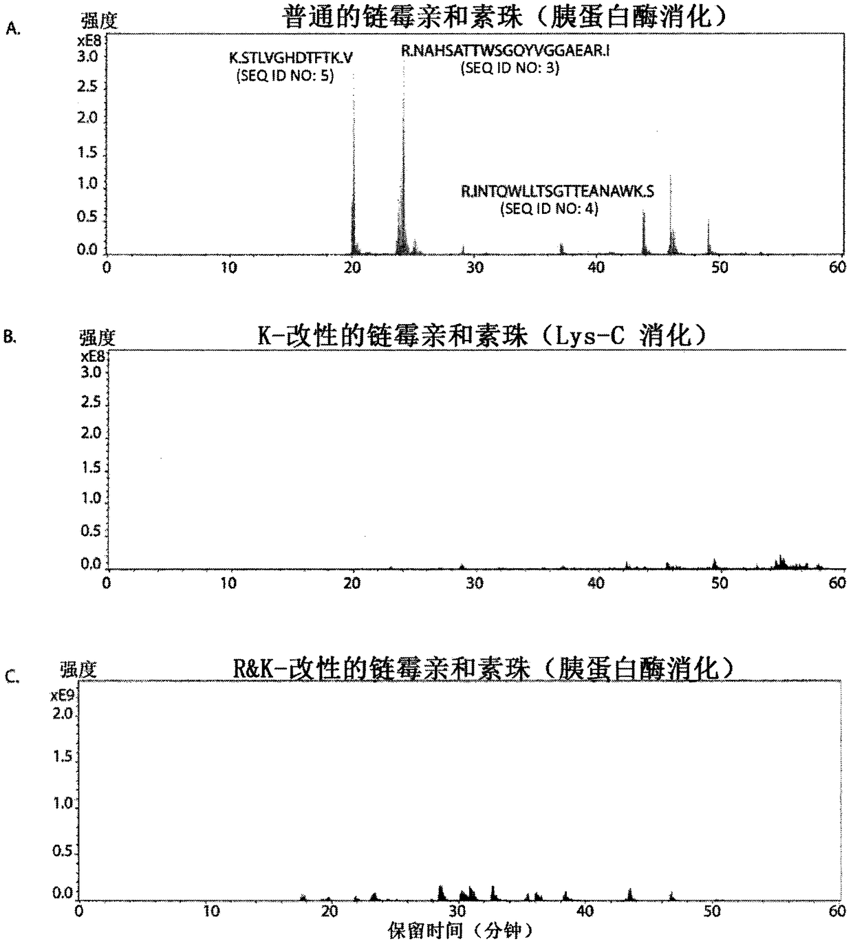 Protease-resistant streptavidin