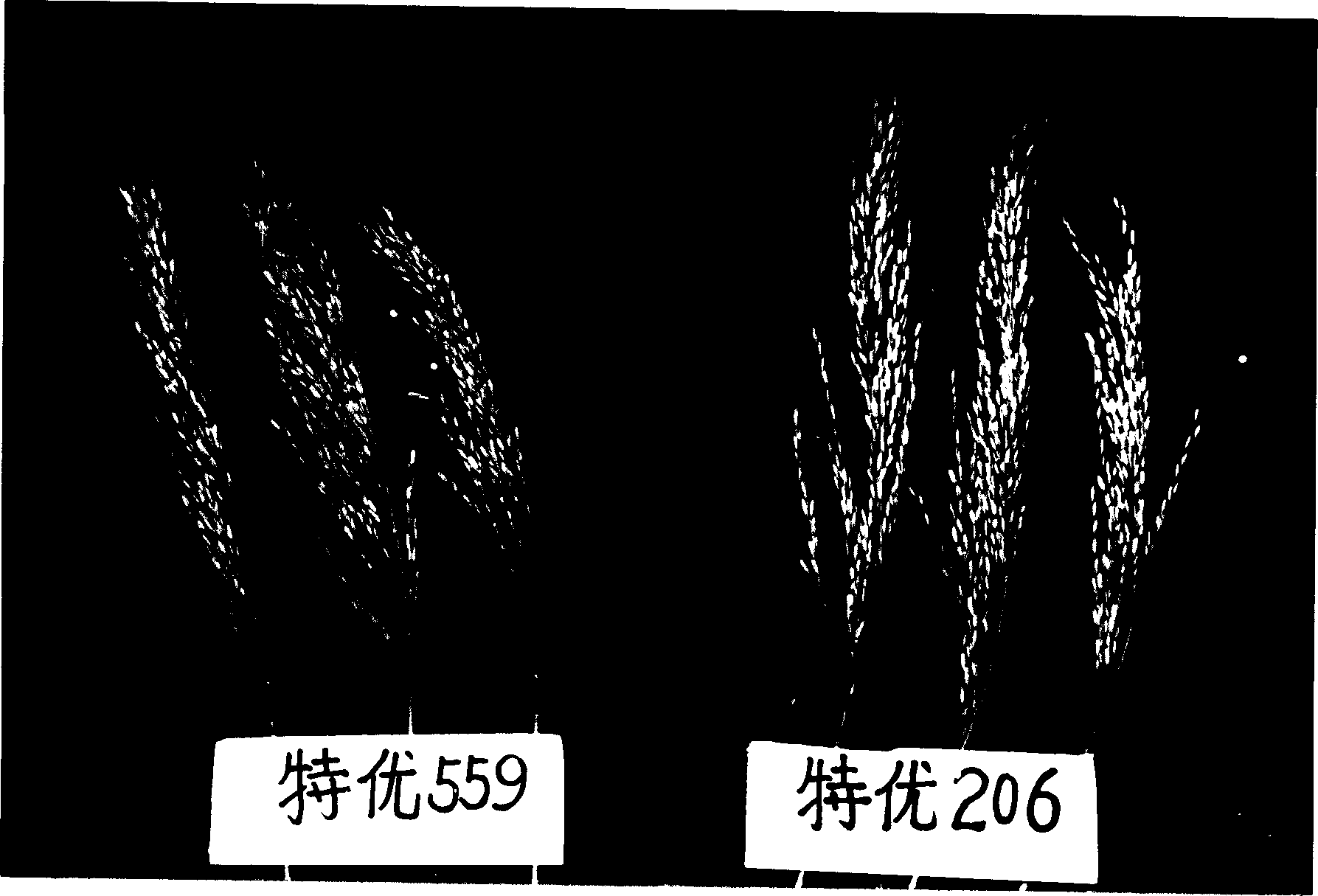 Method for breeding restorer in hsien rice core and japonica rice character type and its hybrid combination