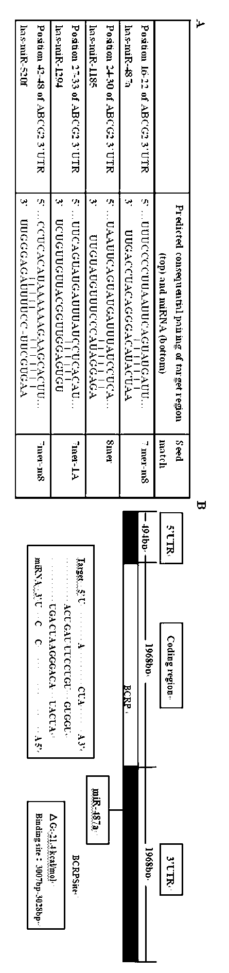 Method for reversing drug resistance of breast cancer by using miR-487a